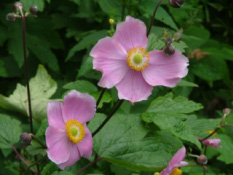 Anemone tomentosa 'Robustissima' bestellen